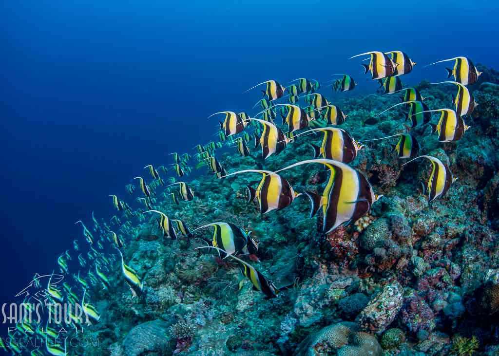 Palau Koror Sams Dive Tours Diving Moorish Idol JLA 6715 © Sams Tours